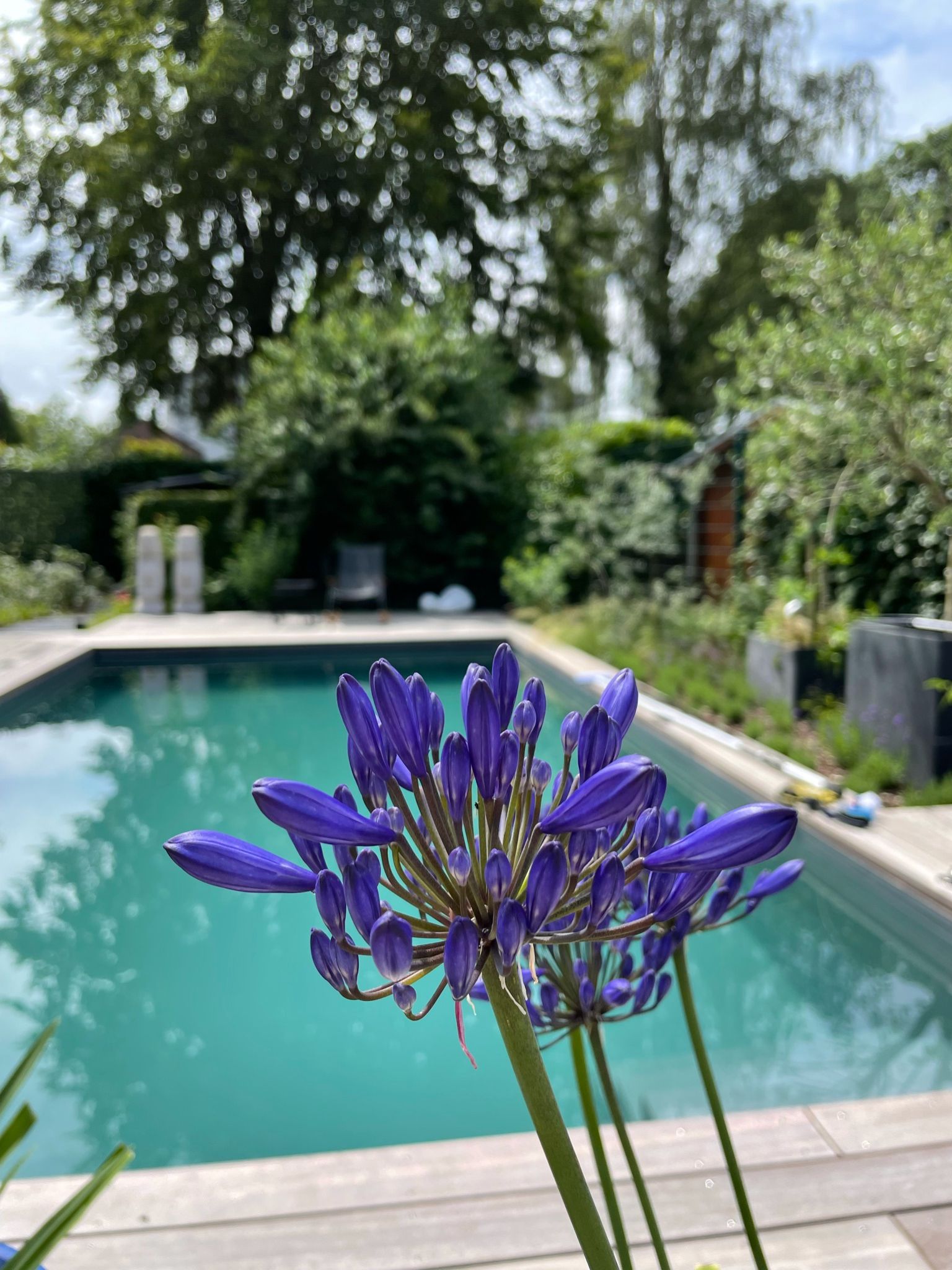 Agapanthus