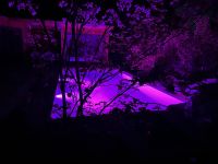 Purps II